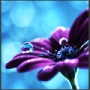 Magia lucrurilor mici: 25 de poze macro