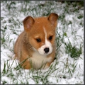 33+1 poze: Animale adorabile prin zapada