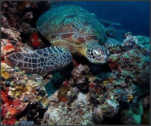45 de poze subacvatice impresionante