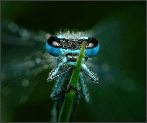 Miroslaw Swietek - o alta viziune asupra macrofotografiei