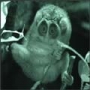 Impresionant aer de vedeta: 29 de poze cu animale