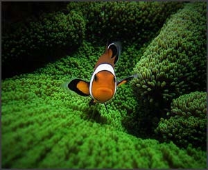 40 vederi splendide ale vietii marine