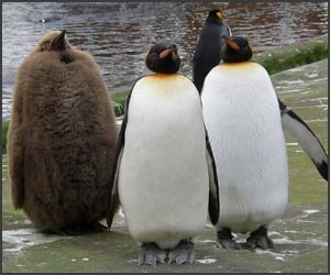 Frumusete de pinguin