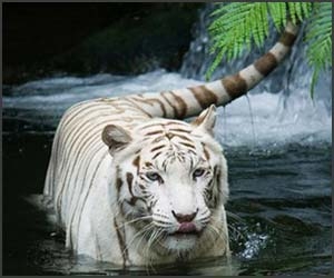40 de wallpapere cu animale adorabile