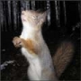 32 de imagini cu animale simpatice