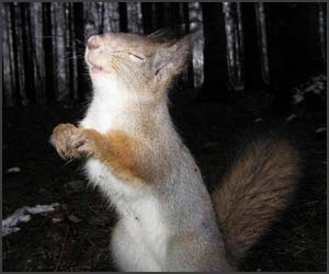 32 de imagini cu animale simpatice