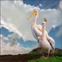 10 animale superbe