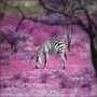 10 poze superbe: Africa