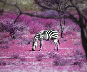 10 poze superbe: Africa