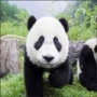75 de fotografii cu animalute superbe