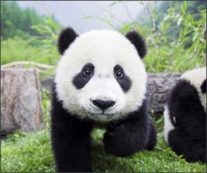 75 de fotografii cu animalute superbe