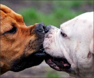 Cand animalele se iubesc: 40 poze superbe