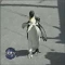 Pinguinul domestic