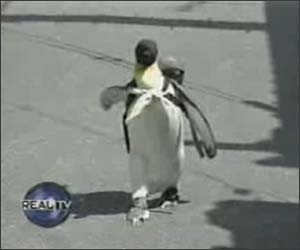 Pinguinul domestic