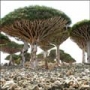 Cel mai bizar loc de pe planeta - Insula Socotra