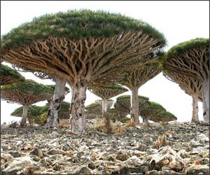 Cel mai bizar loc de pe planeta - Insula Socotra