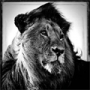 Laurent Baheux - Fotografii splendide cu animale