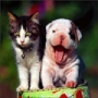 Ce animale simpatice!