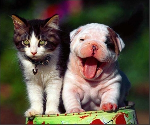 Ce animale simpatice!