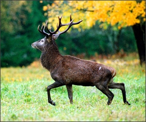 Animale in salbaticie: Andris Eglitis
