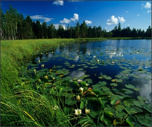 Natura surprinsa in fotografii: patru anotimpuri
