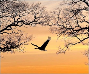 25 de fotografii cu frumoasa natura salbatica