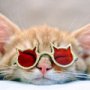 12 animalute care abia asteapta sa vina vara