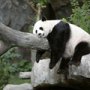 Viata unui urs panda e o mare vacanta!