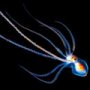 Fascinatia adancurilor: Animale marine fosforescente