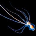 Fascinatia adancurilor: Animale marine fosforescente
