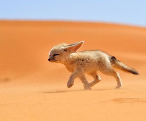 Concurs National Geographic Traveler 2013: Fotografii cu animale