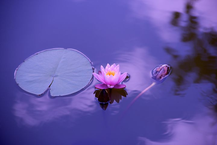 Purul Adevar Cum Se Vede Fericirea Prin Ochii Unui Lider Spiritual