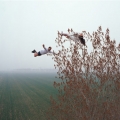 Incredibilele imagini ale lui Li Wei