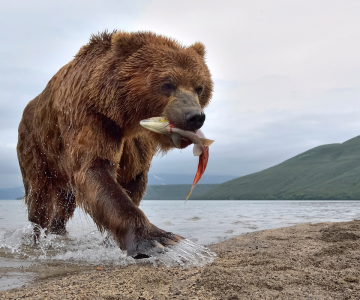 Ursul brun din Kamchatka, intr-un pictorial de exceptie