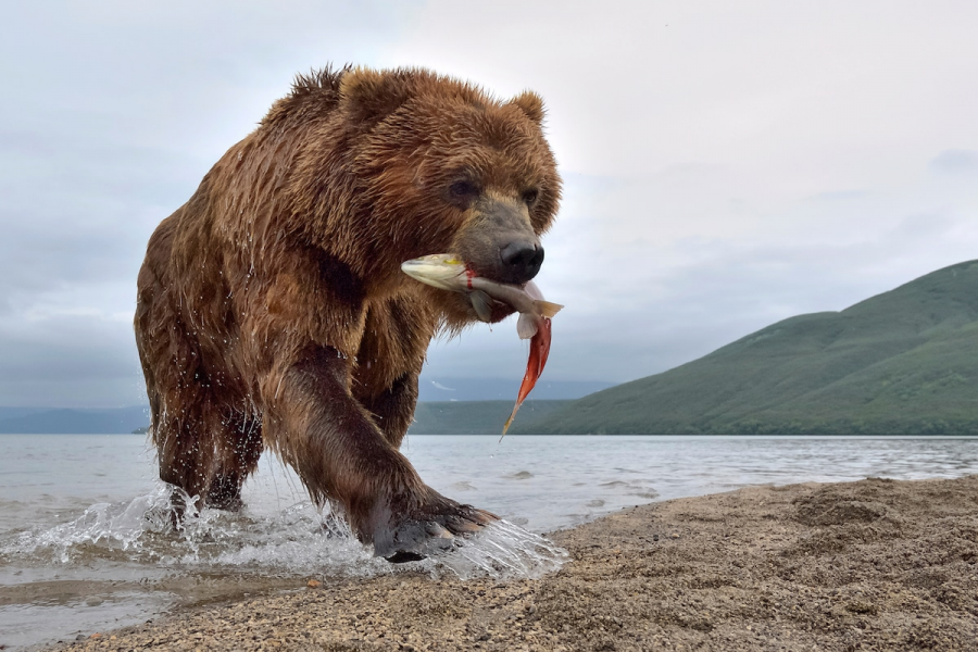 Ursul Brun Din Kamchatka Intr Un Pictorial De Exceptie