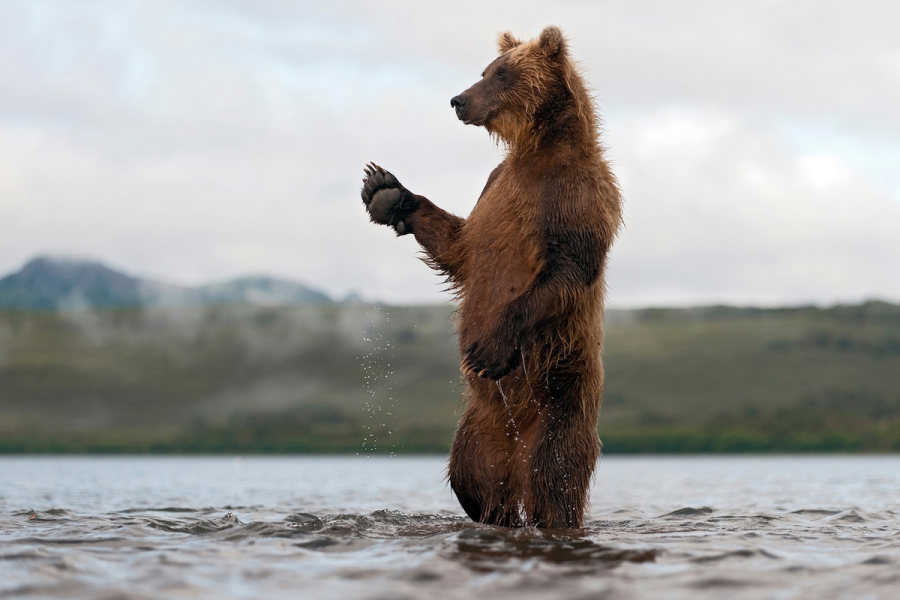 Ursul brun din Kamchatka, intr-un pictorial de exceptie - Poza 7