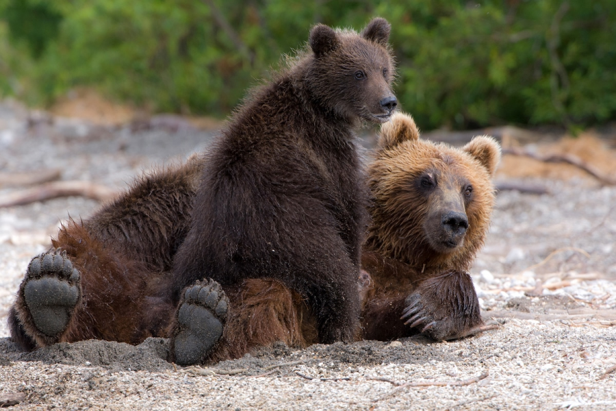 Ursul brun din Kamchatka, intr-un pictorial de exceptie - Poza 16