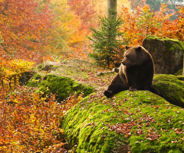 Padurea din Bavaria in 12 fotografii superbe