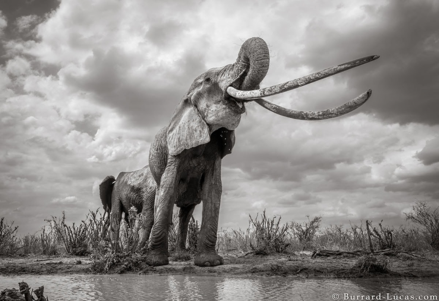 Povestea ultimelor fotografii cu "Regina elefantilor" - Poza 7