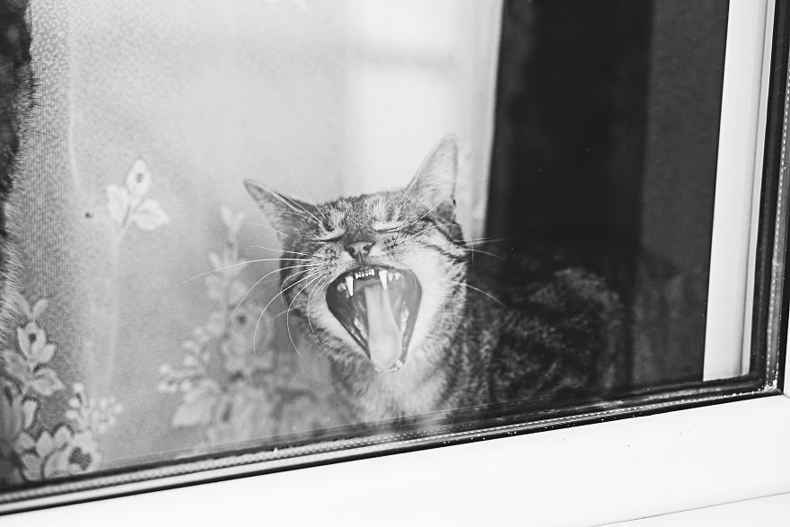 Pisici la fereastra, in poze alb-negru - Poza 1