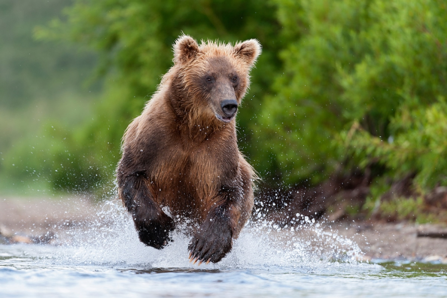 Ursul brun din Kamchatka, intr-un pictorial de exceptie - Poza 3