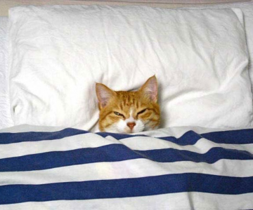 10 pisici prea adormite ca sa le pese
