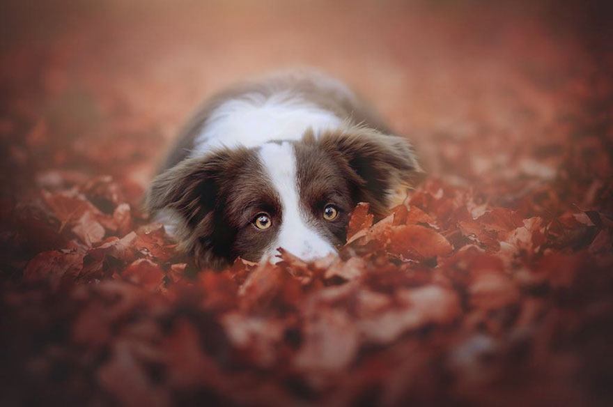 Portrete autumnale de suflet, de Anne Geier - Poza 13