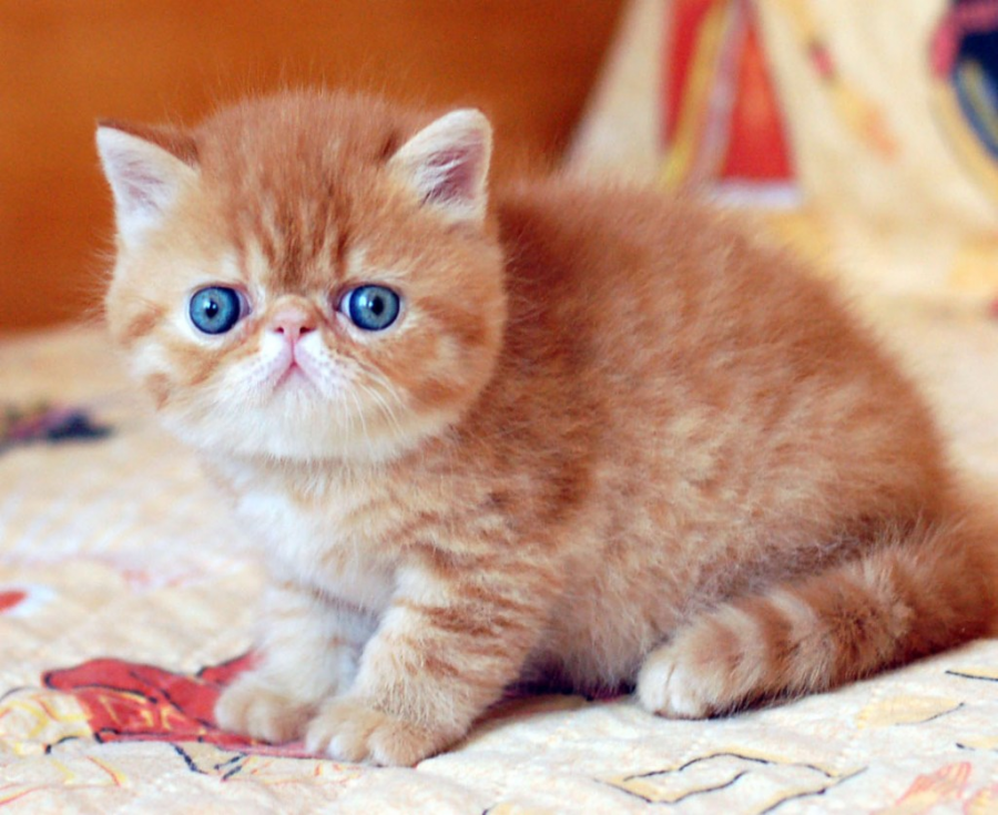 Cele mai frumoase rase de pisici din lume - Poza 13