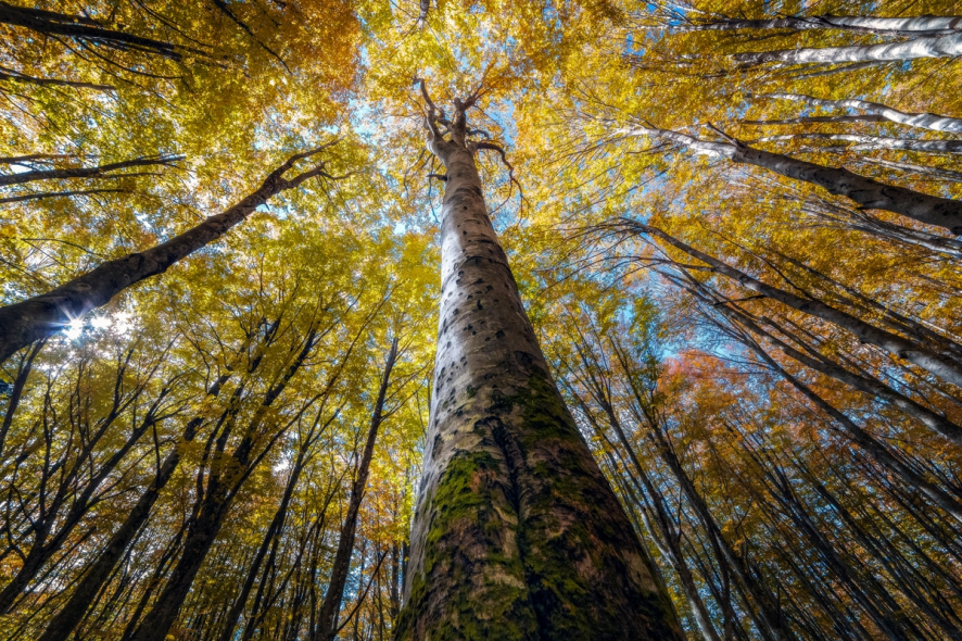 Splendoarea arborilor centenari, in urcusul lor spre cer - Poza 7