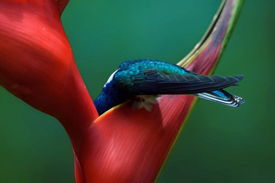 Audubon 2019: Splendoarea pasarilor, in cele mai frumoase fotografii - Poza 2