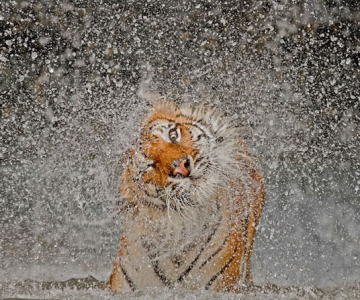 Cele mai bune fotografii National Geographic 2012