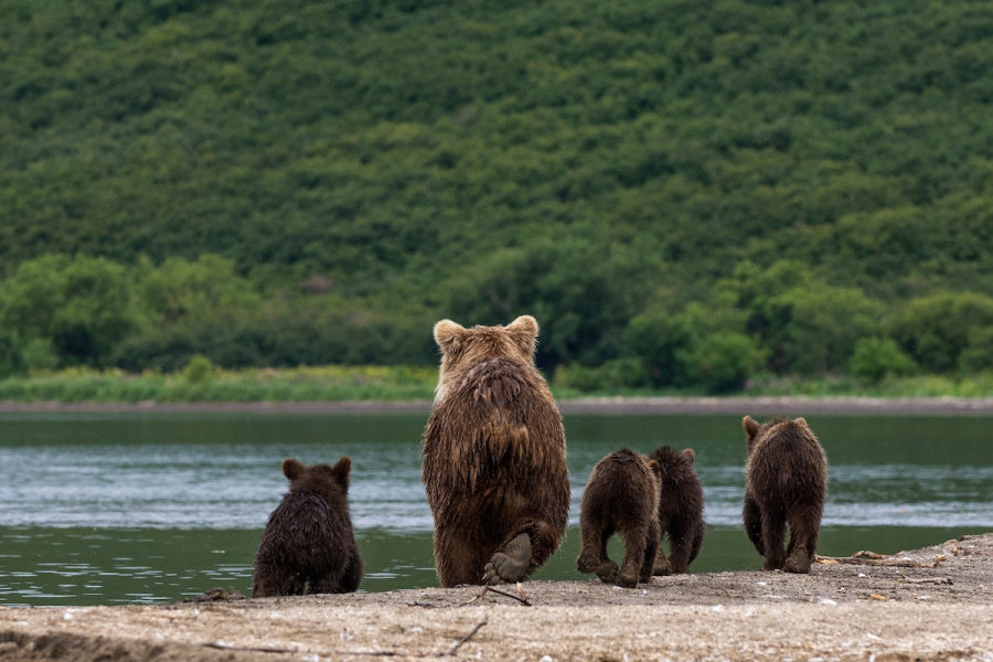 Ursul brun din Kamchatka, intr-un pictorial de exceptie - Poza 21