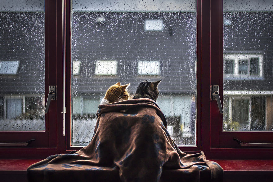 Pisicile care adora ploaia - Poza 2