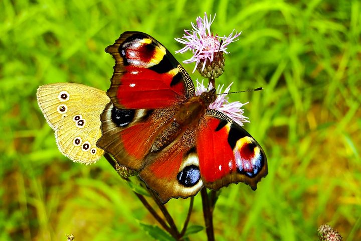 Cei mai frumosi fluturi din lume, in poze spectaculoase - Poza 6